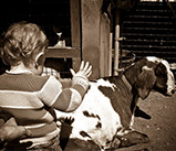 meeting-a-goat meeting-a-goat